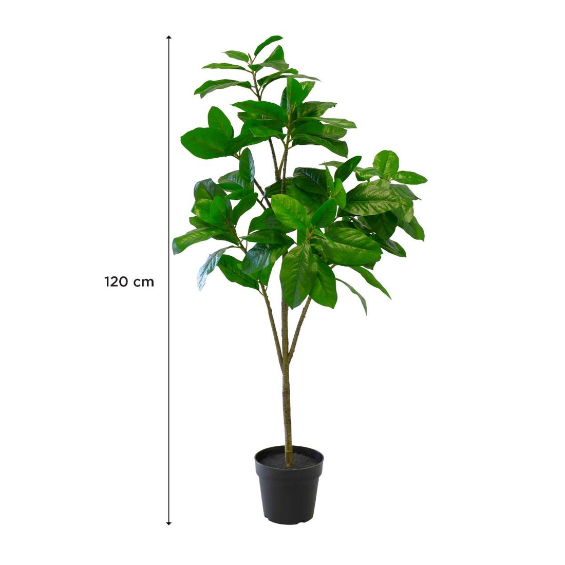 Magnolia Tree, 120 cm