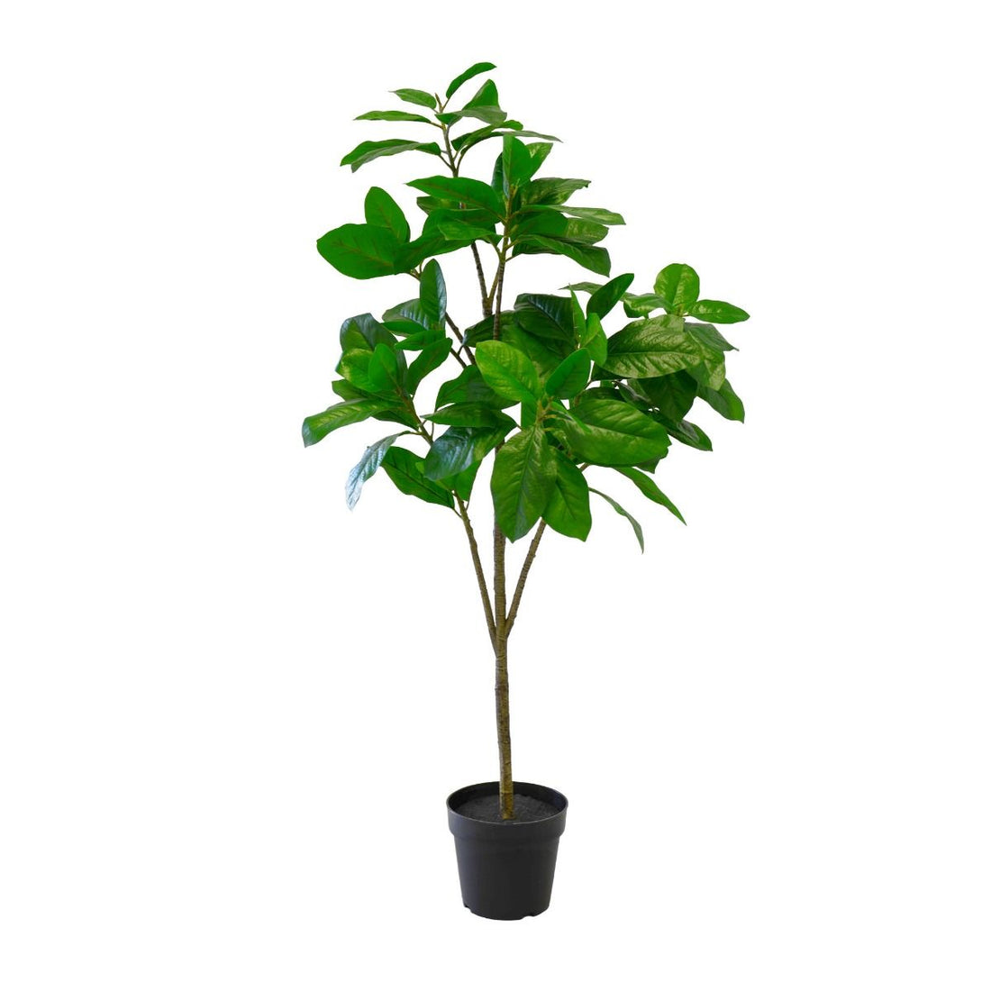 Magnolia Tree, 120 cm