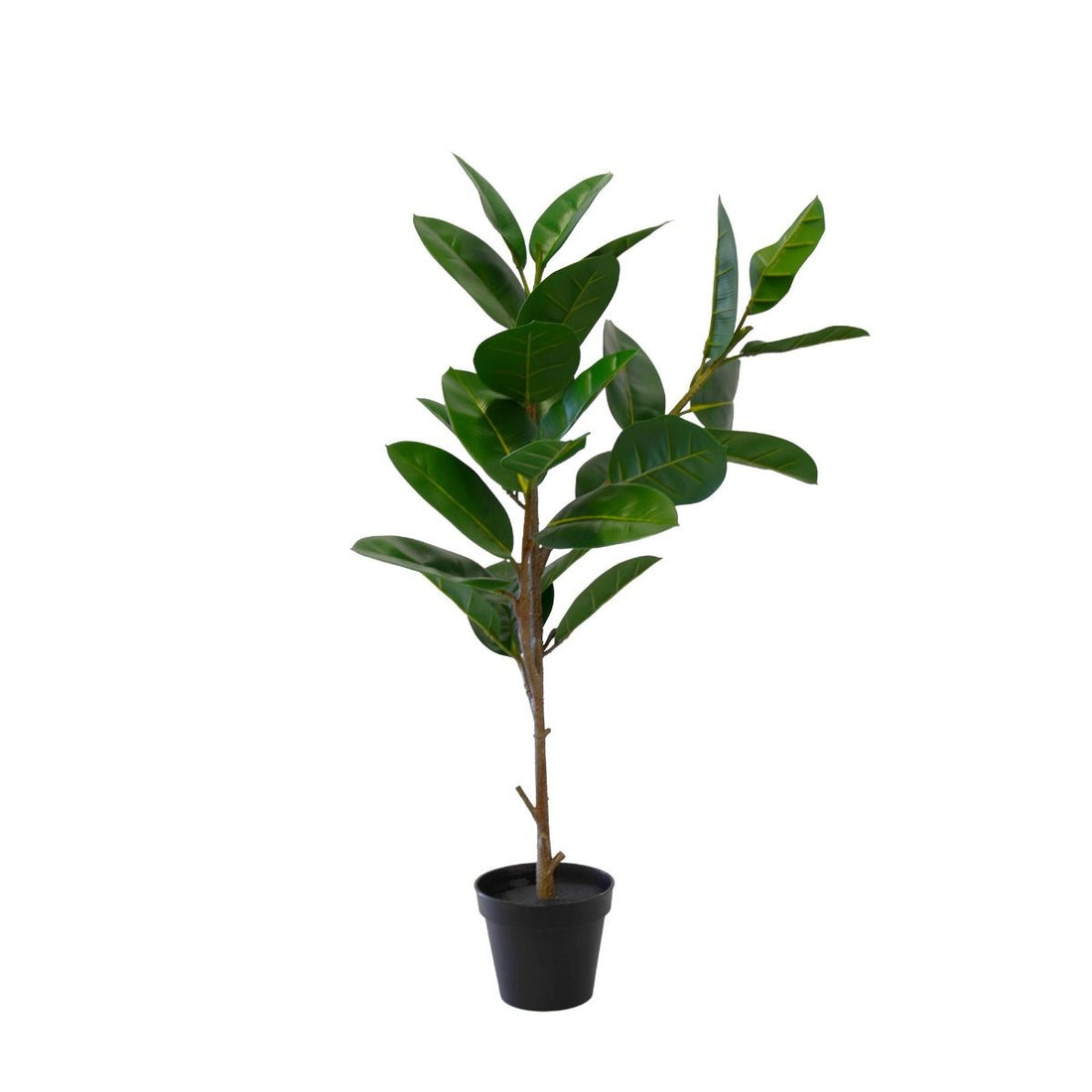 Plante Oak 95 cm