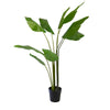 Bird of Paradise Plant, 150 cm