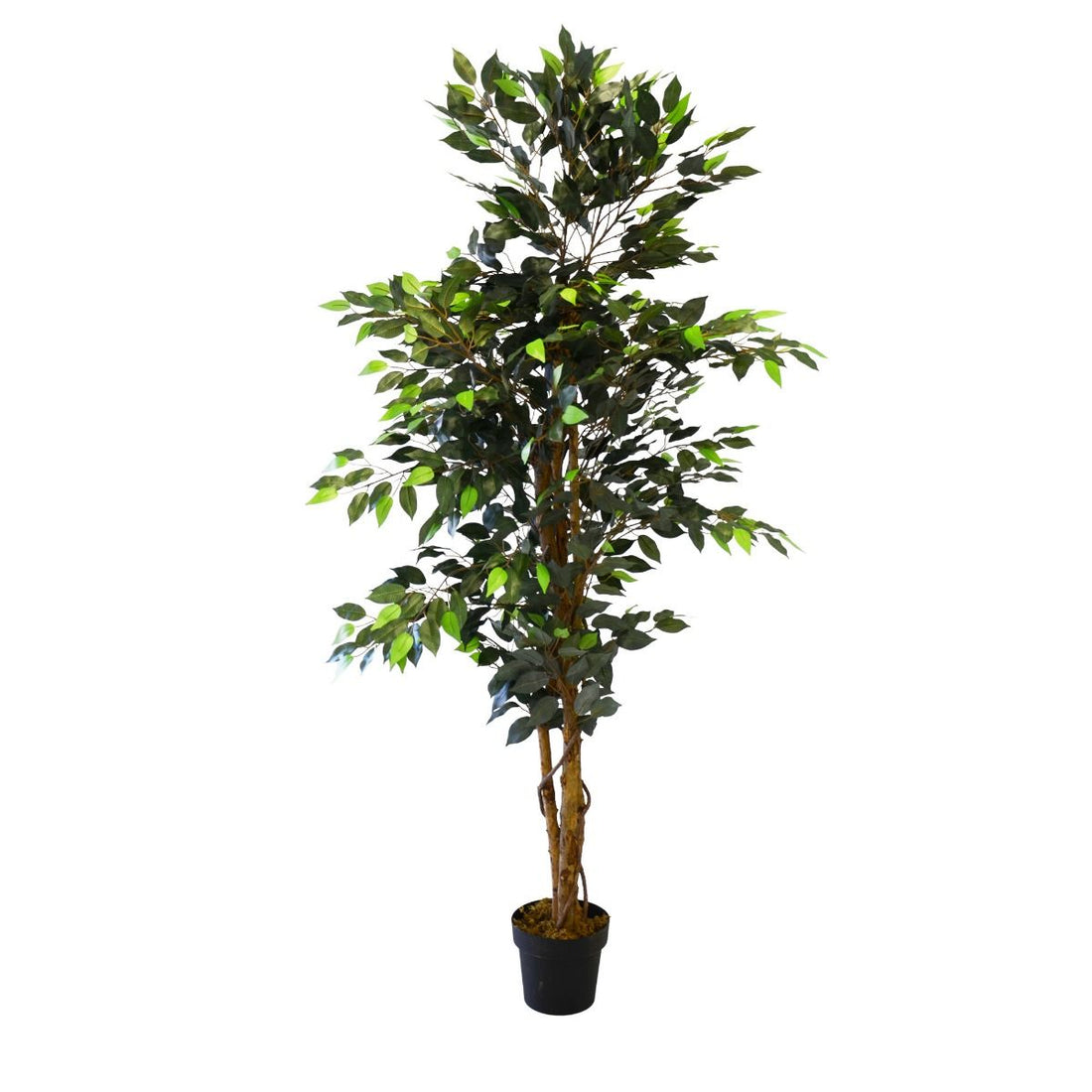 Plante Ficus 190 cm
