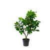 Schefflera Vine Plant, 90 cm