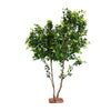 Ficus Plant, 3 m