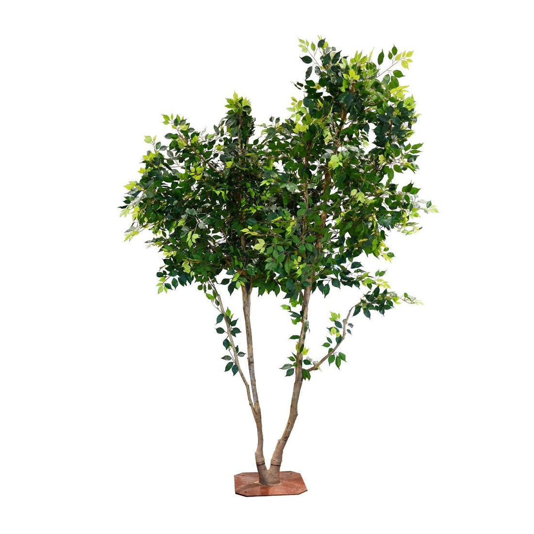 Plante Ficus 3 m