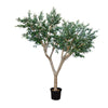 Olive Tree, 2.80 m